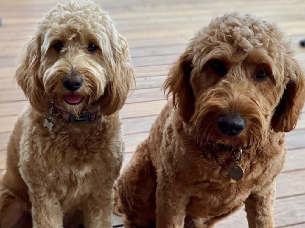 GROODLE, CAVOODLE, POODLE puppies Mini Groodles