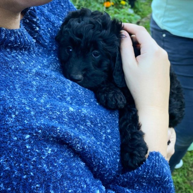 Luna loves snuggles