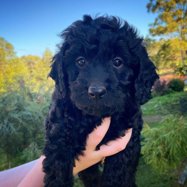 Luna (f) 7 weeks old