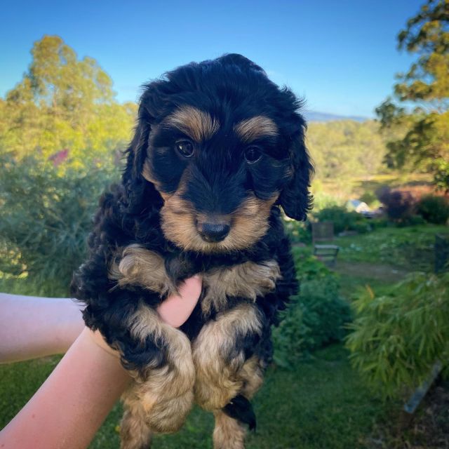 Cookie (f) 7 weeks old