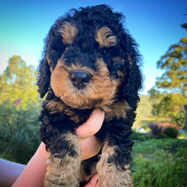 Ochre (m) 7 weeks old