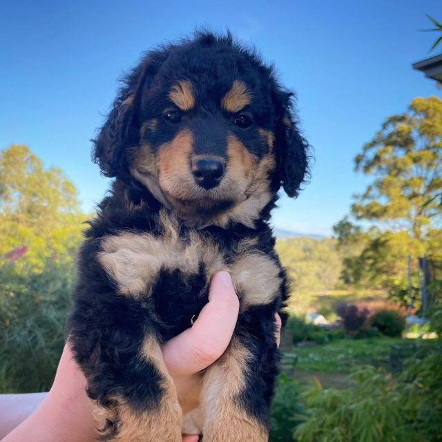 Minnie (f) 7 weeks old
