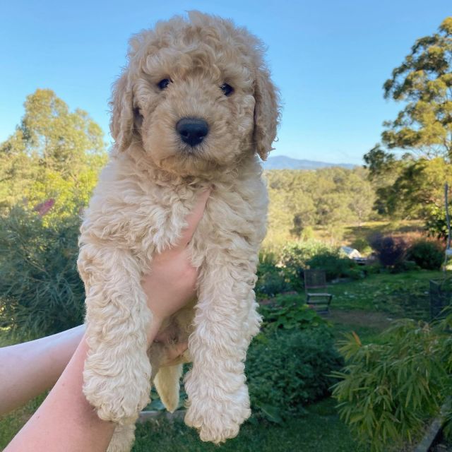 Buddy (m) 7 weeks old