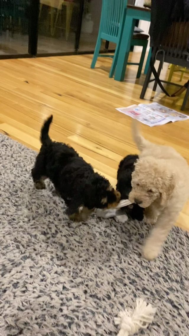 I’ve finally worked out why my son leaves his socks around…for puppy entertainment. The pups had so much fun. Mummy Millie thought she’d sort them out, but then remembered it’s the weekend.
