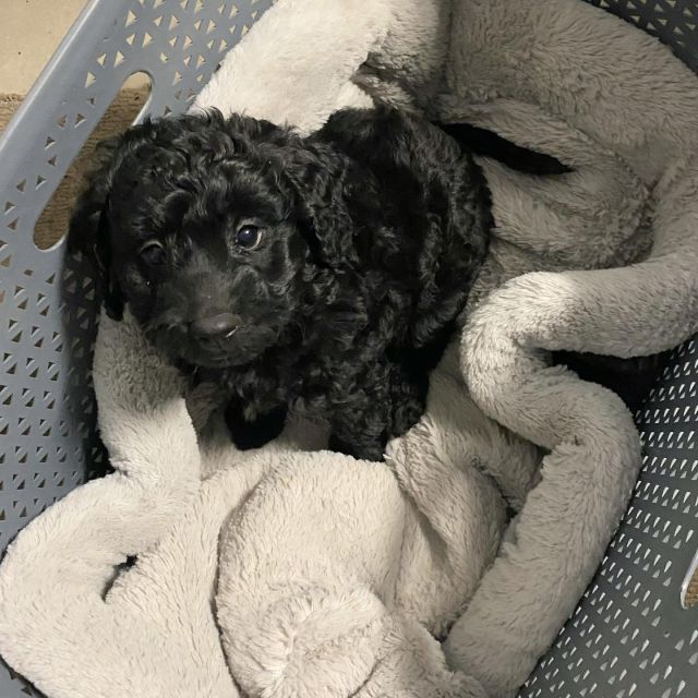Luna helping me with the washing