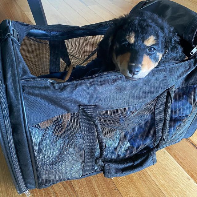 Gucci has packed her bags!