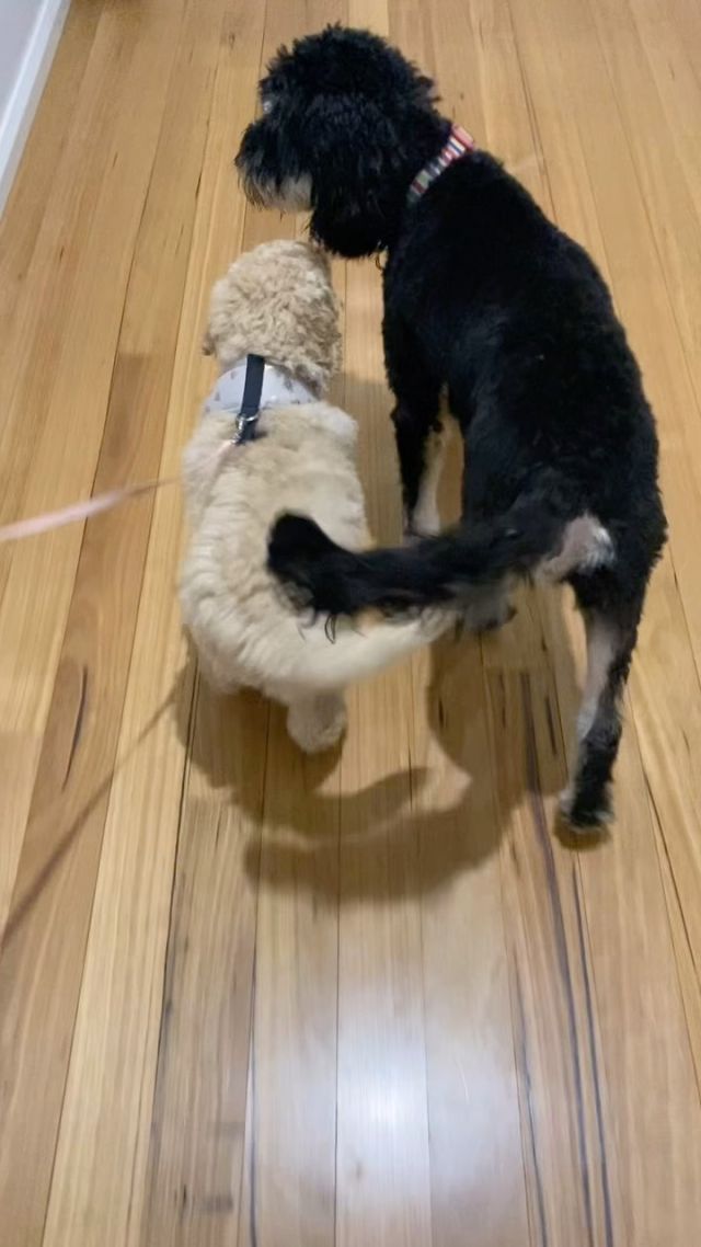 Buddy walking with Mummy