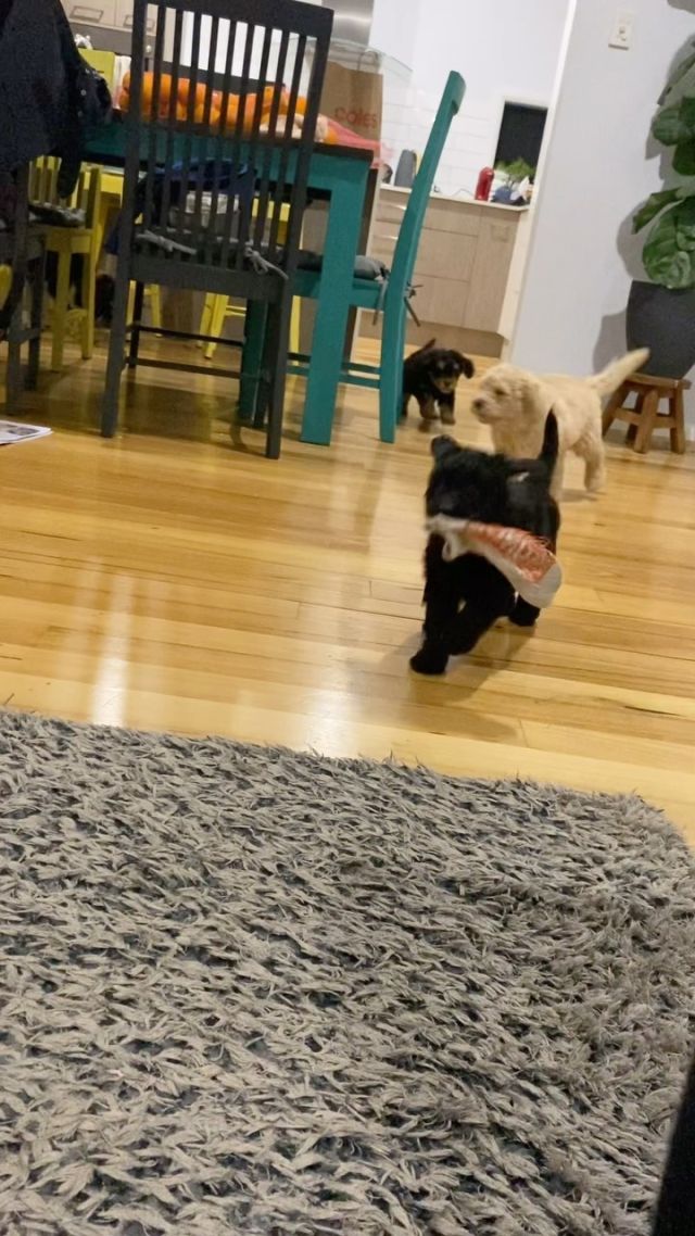 Run Luna! Run!