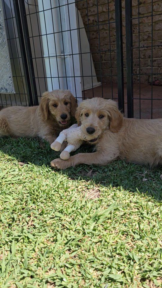 2 Beautiful Medium Groodle boys ready for a new adventure