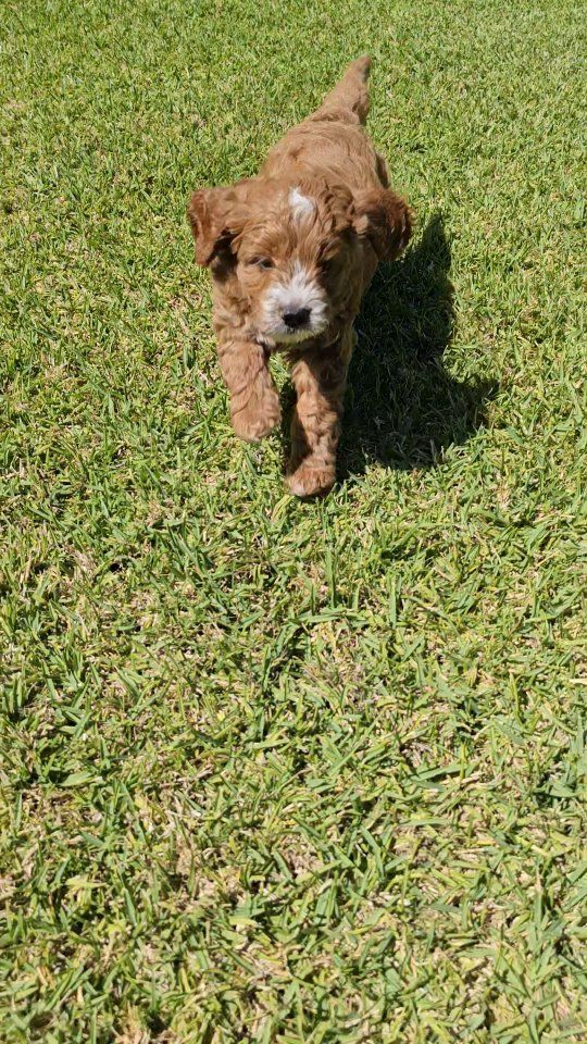 One last Groodalier puppy waiting for you ❤️